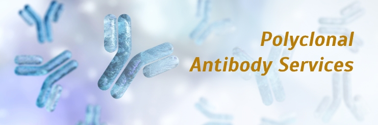 Custom Antibody Services